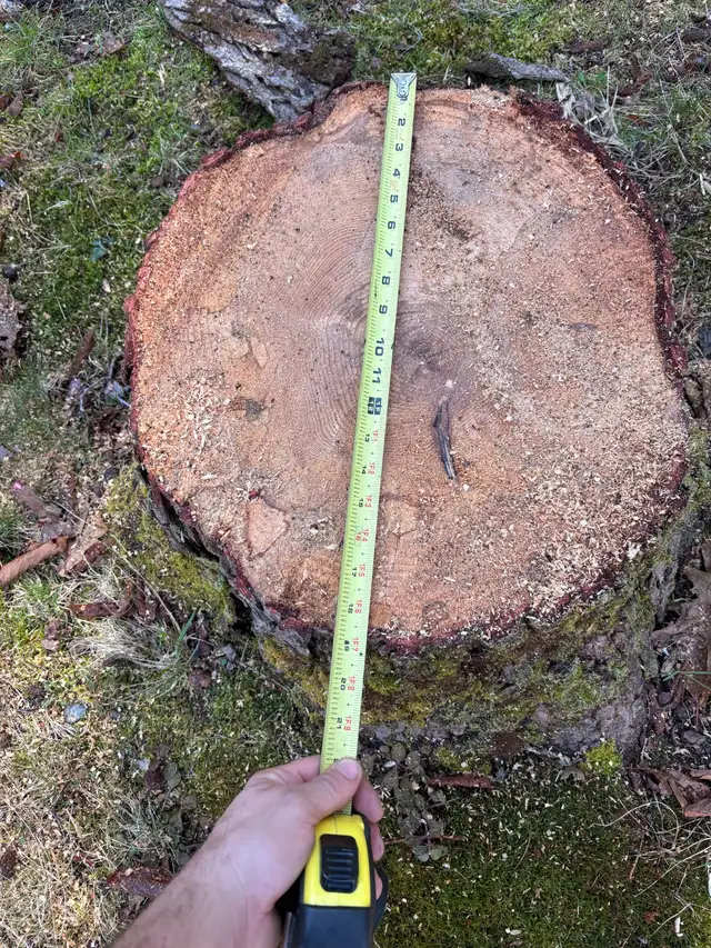 stump grinding service - Photo 2