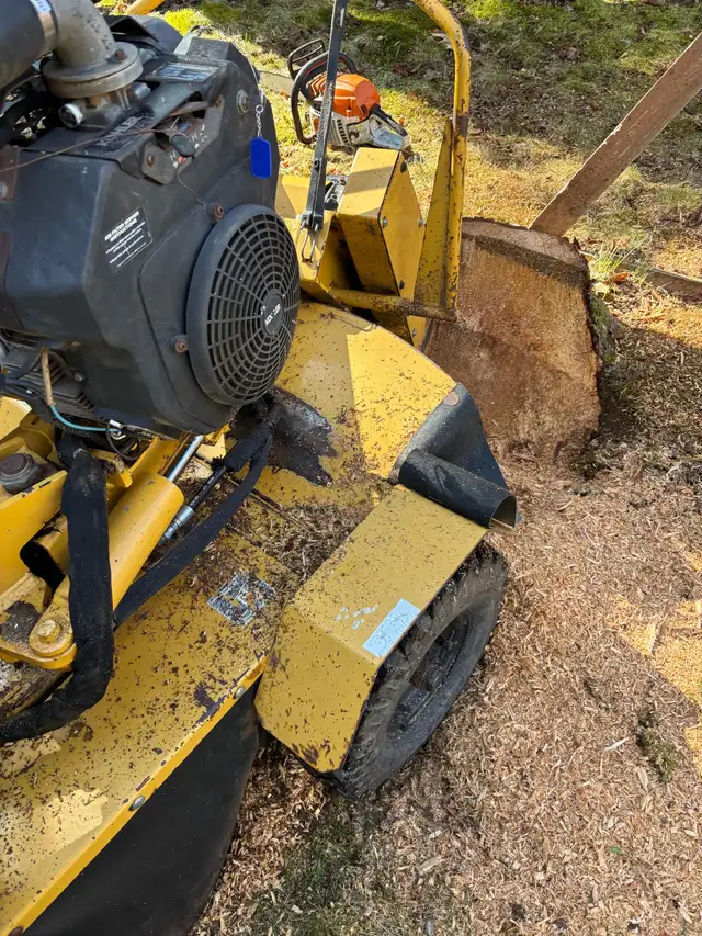 stump grinding service - Photo 3