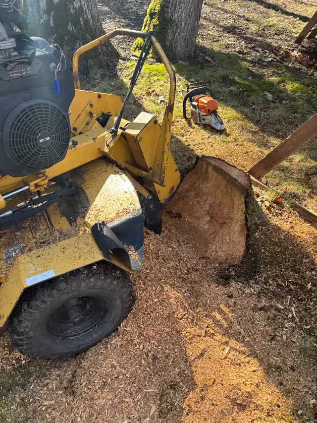 stump grinding service - Photo 4