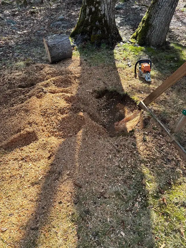 stump grinding service - Photo 5