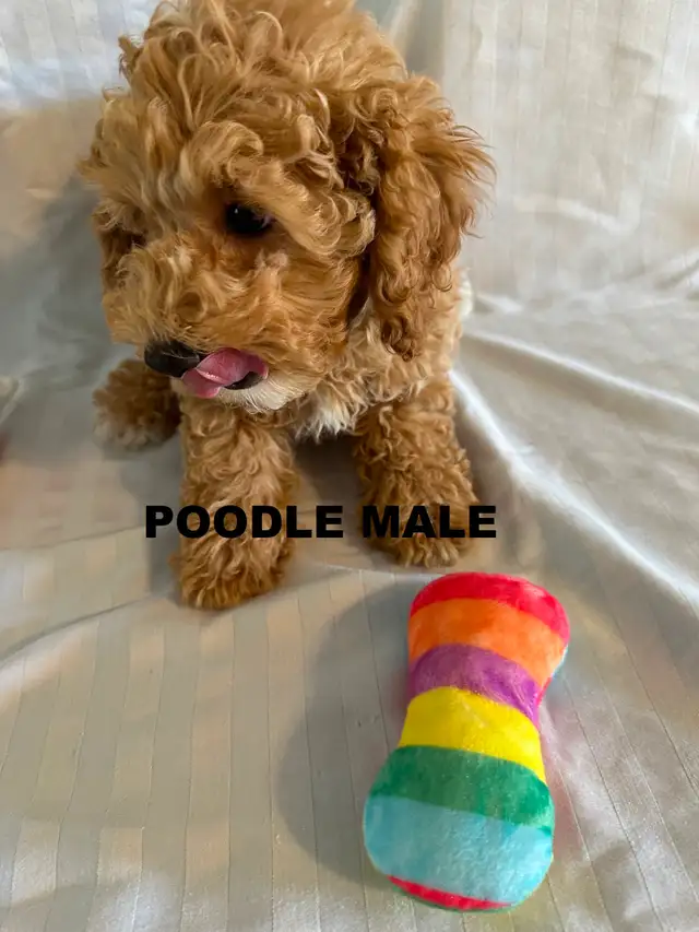 Poodle/ Poodle Mix Puppies