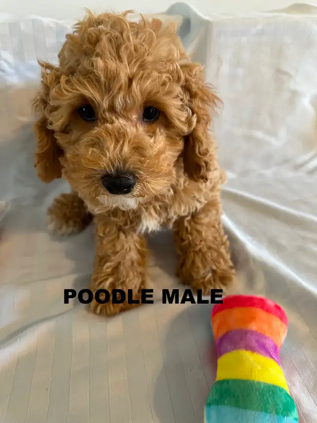 Poodle/ Poodle Mix Puppies - Photo 2