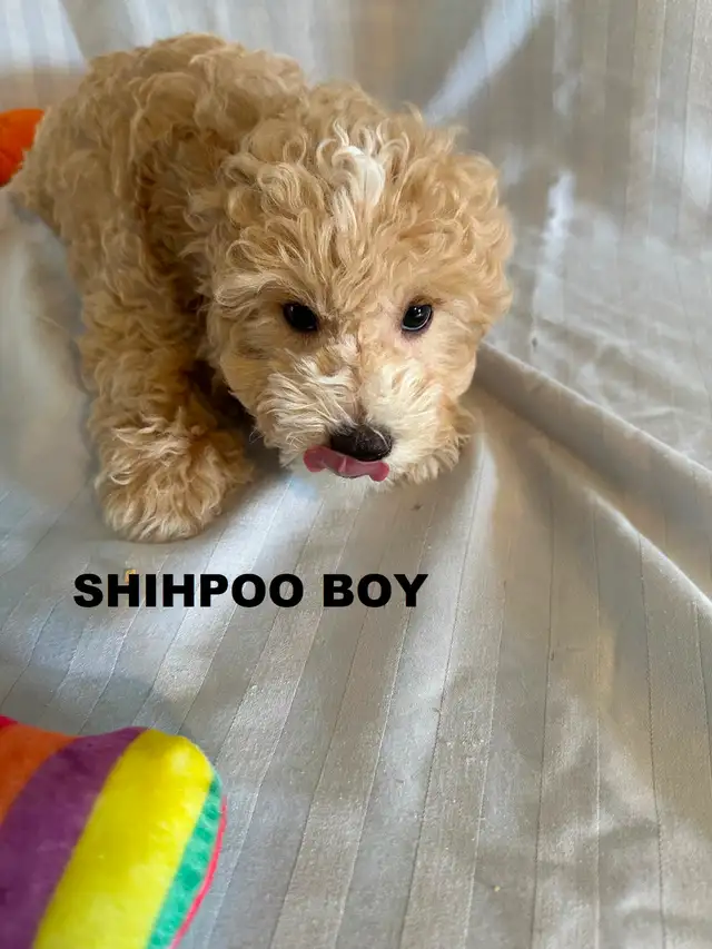 Poodle/ Poodle Mix Puppies - Photo 3