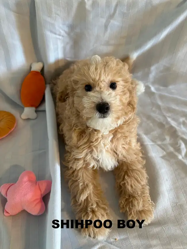 Poodle/ Poodle Mix Puppies - Photo 4