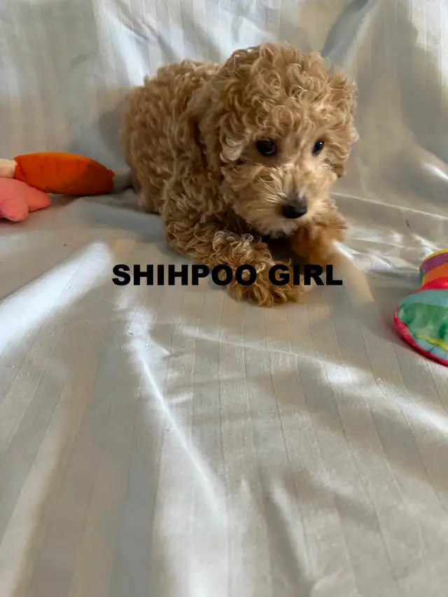 Poodle/ Poodle Mix Puppies - Photo 5