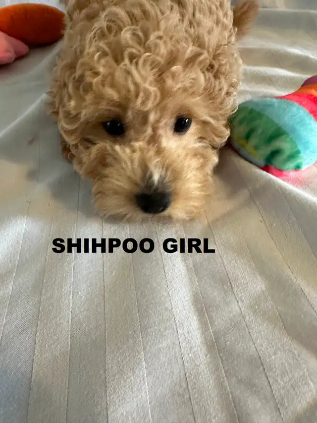 Poodle/ Poodle Mix Puppies - Photo 6