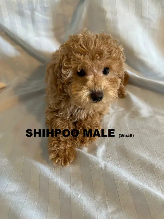 Poodle/ Poodle Mix Puppies - Photo 7