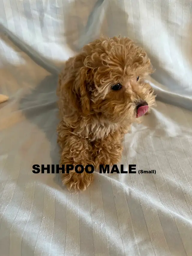 Poodle/ Poodle Mix Puppies - Photo 8