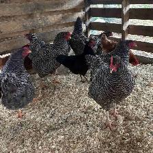 Barred Rock Hens For Sale