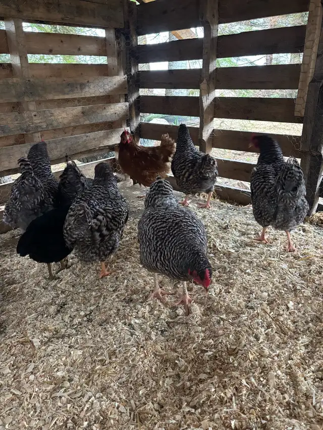 Barred Rock Hens For Sale - Photo 2