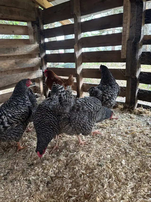 Barred Rock Hens For Sale - Photo 3