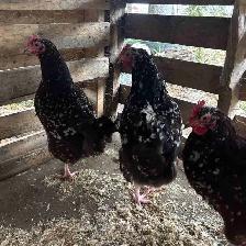 Speckled Hens For Sale