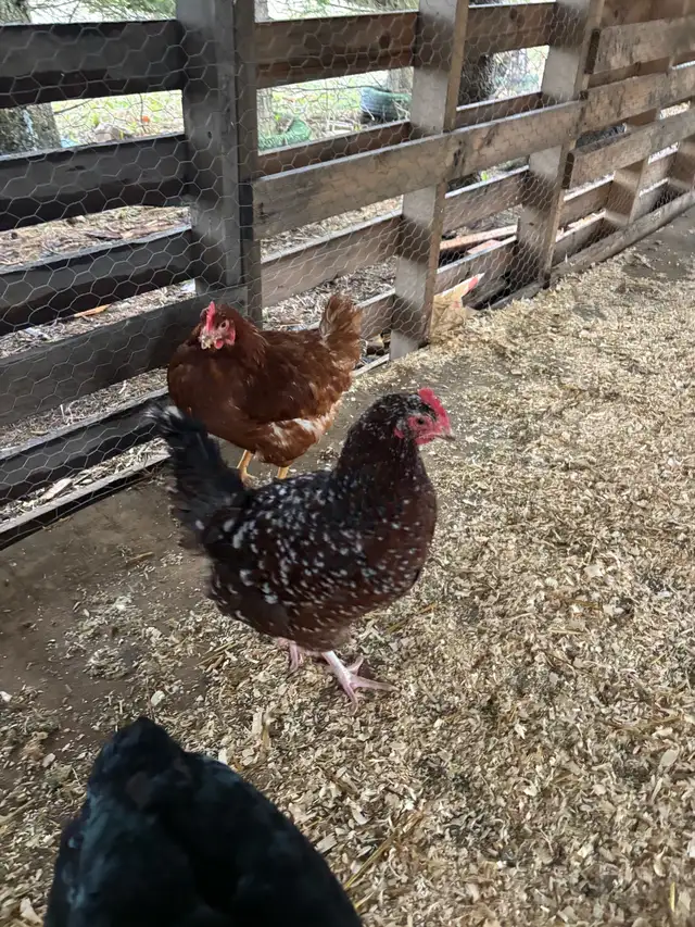Speckled Hens For Sale - Photo 2