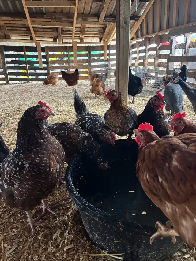 Speckled Hens For Sale - Photo 3