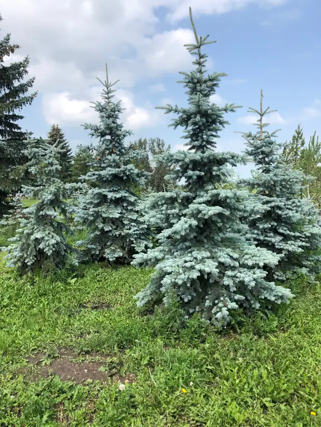 Trees, Tree Moving. 55 inch tree spade. - Photo 3