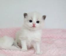 GORGEOUS BABY BICOLOR WHITEMITTED RAGDOLLS!! - Photo 6