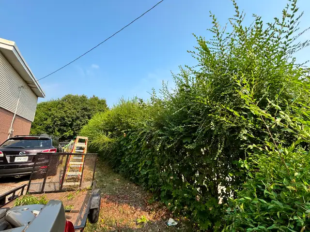 Les’  Lawn care grass, garden and hedges - Photo 7