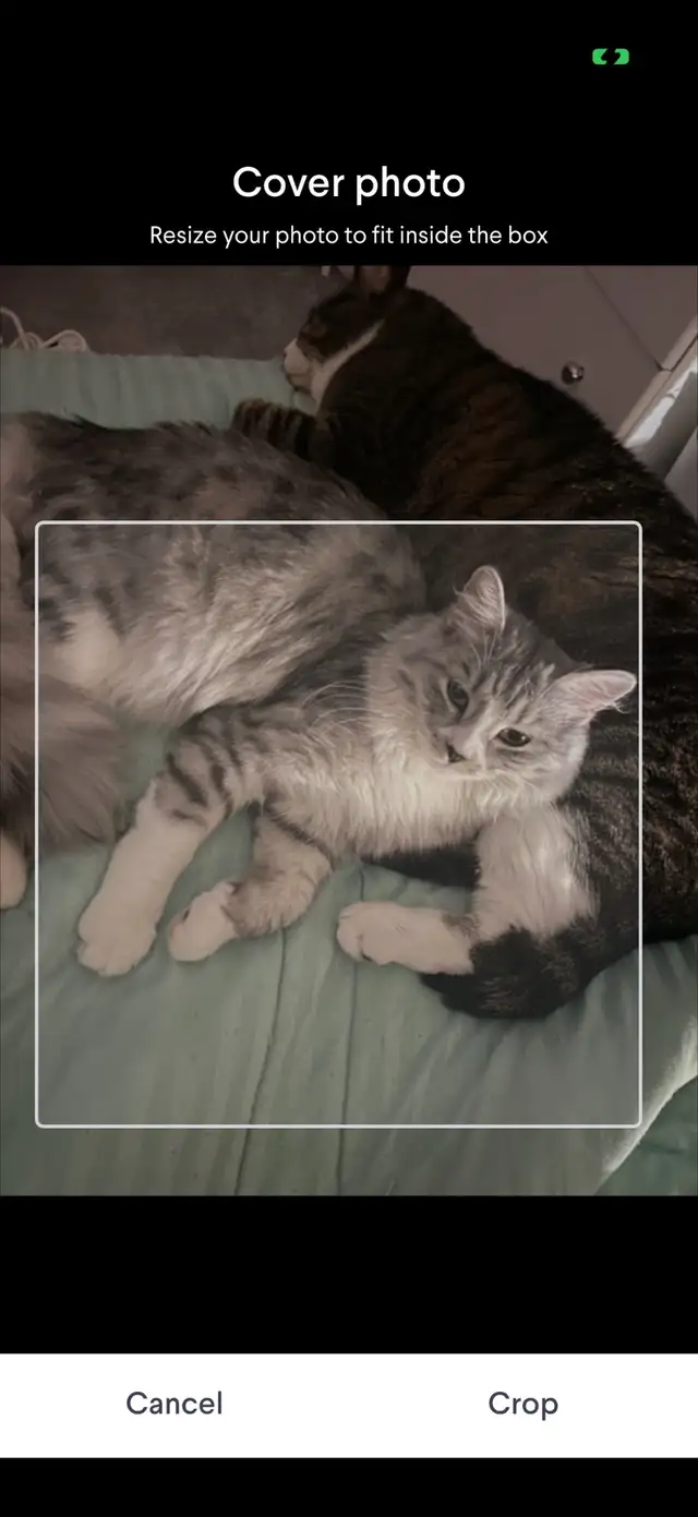 Adult Cats (2 available)