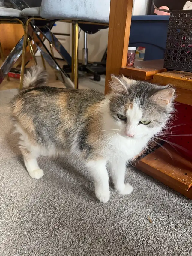 Adult Cats (2 available) - Photo 2