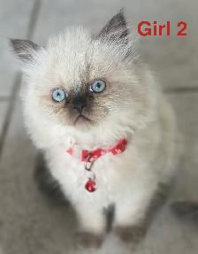 Gorgeous Himalayan Persian, Kittens