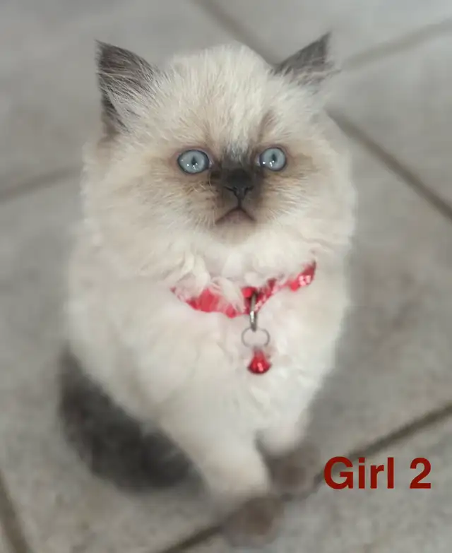 Gorgeous Himalayan Persian, Kittens - Photo 2