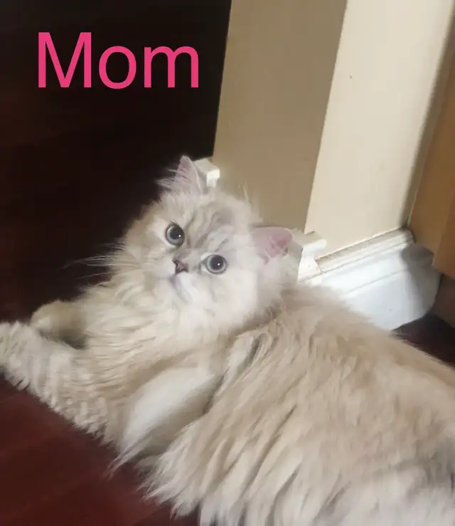 Gorgeous Himalayan Persian, Kittens - Photo 4