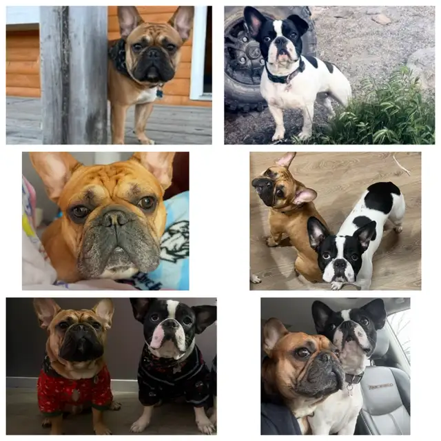 French Bulldog puppies