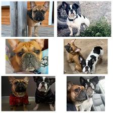 French Bulldog puppies