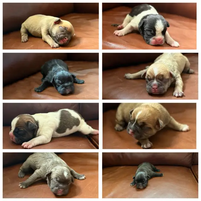 French Bulldog puppies - Photo 2