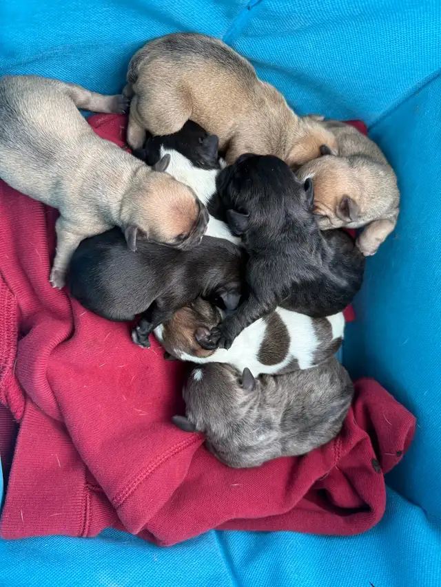 French Bulldog puppies - Photo 3