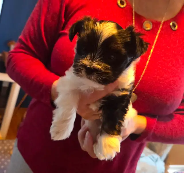 Chiot Biewer Terrier, mâle, pure race