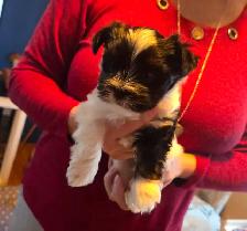 Chiot Biewer Terrier, mâle, pure race