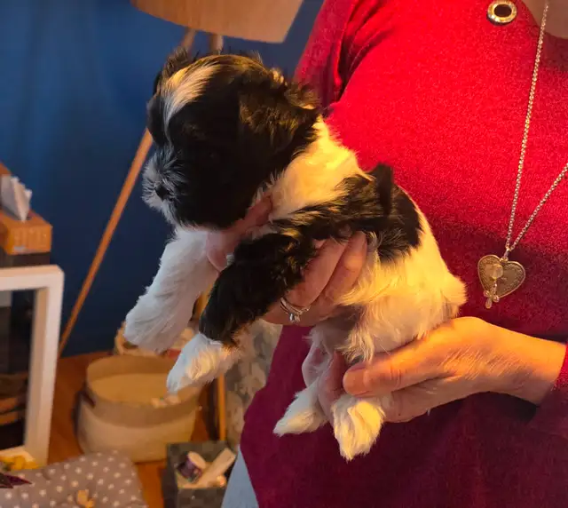 Chiot Biewer Terrier, mâle, pure race - Photo 2