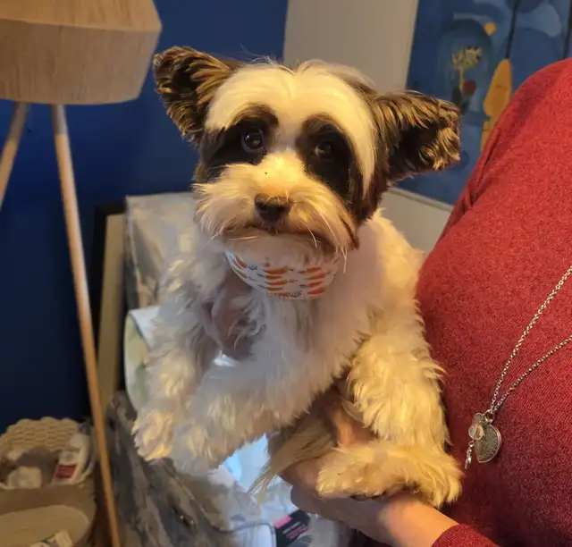 Chiot Biewer Terrier, mâle, pure race - Photo 3