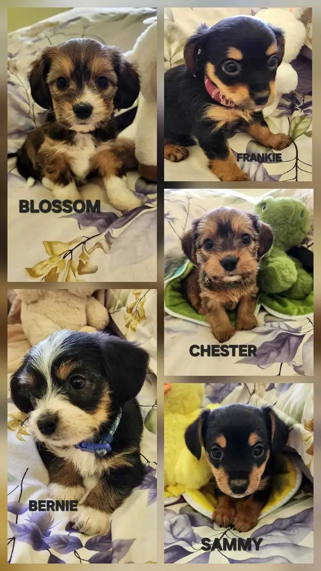 ❤️❤️DORKIE (DACHSHUND x YORKIE) PUPPIES FOR SALE