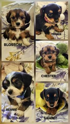 ❤️❤️DORKIE (DACHSHUND x YORKIE) PUPPIES FOR SALE
