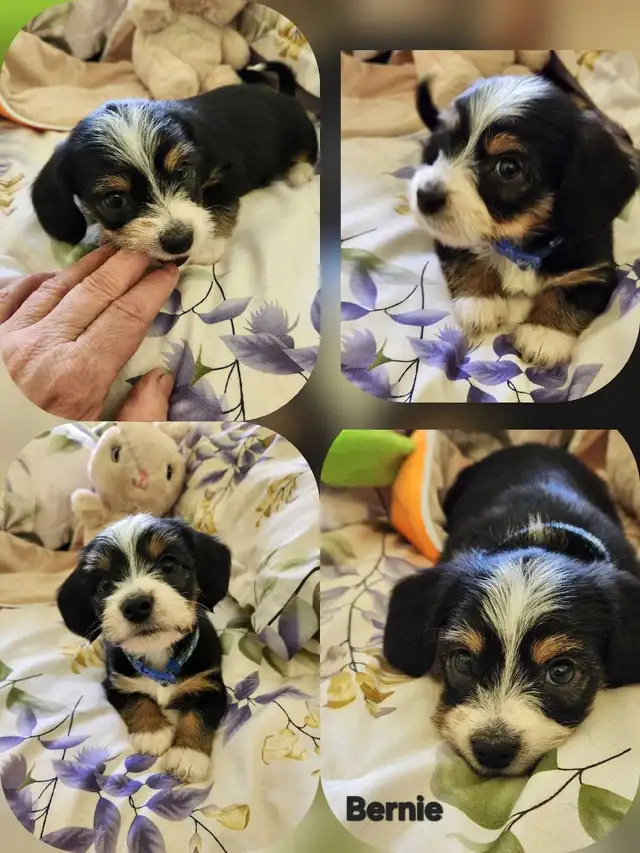 ❤️❤️DORKIE (DACHSHUND x YORKIE) PUPPIES FOR SALE - Photo 2