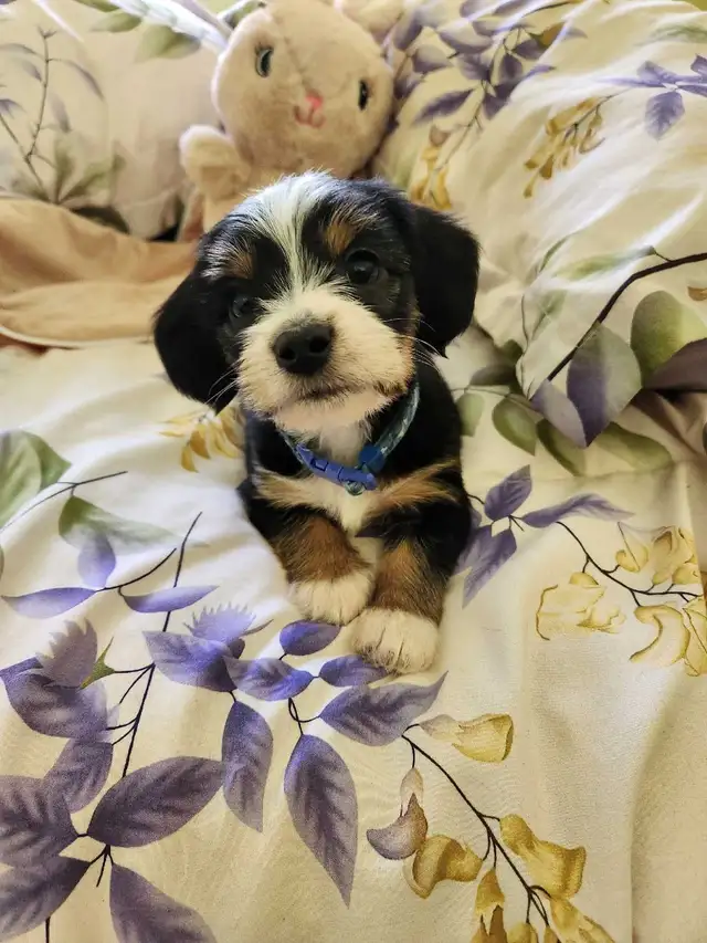 ❤️❤️DORKIE (DACHSHUND x YORKIE) PUPPIES FOR SALE - Photo 3