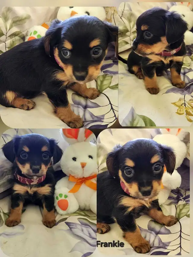 ❤️❤️DORKIE (DACHSHUND x YORKIE) PUPPIES FOR SALE - Photo 4