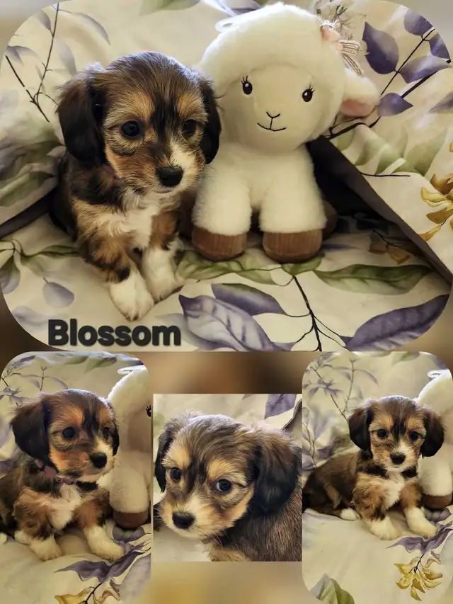 ❤️❤️DORKIE (DACHSHUND x YORKIE) PUPPIES FOR SALE - Photo 5