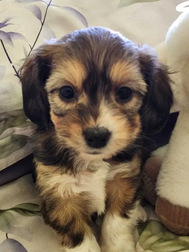 ❤️❤️DORKIE (DACHSHUND x YORKIE) PUPPIES FOR SALE - Photo 6