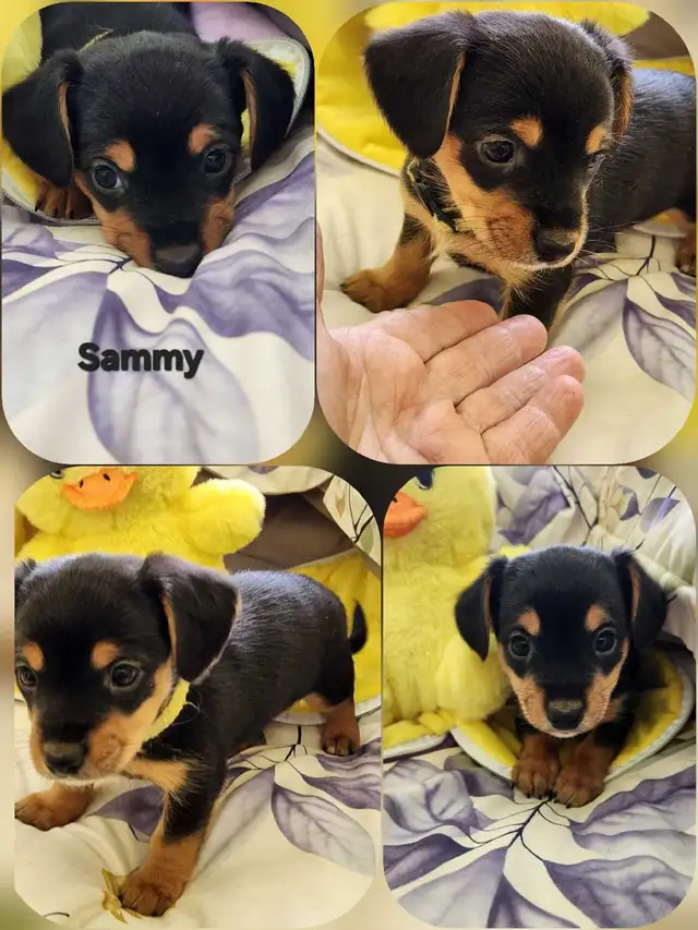 ❤️❤️DORKIE (DACHSHUND x YORKIE) PUPPIES FOR SALE - Photo 7