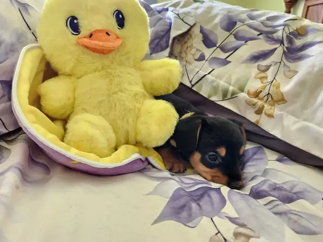 ❤️❤️DORKIE (DACHSHUND x YORKIE) PUPPIES FOR SALE - Photo 8