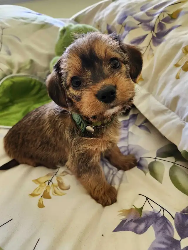 ❤️❤️DORKIE (DACHSHUND x YORKIE) PUPPIES FOR SALE - Photo 10