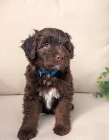 Mini Aussiedoodle puppies (Health Tested Parents)