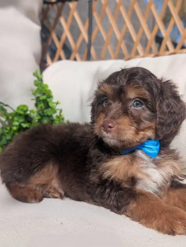 Mini Aussiedoodle puppies (Health Tested Parents) - Photo 2