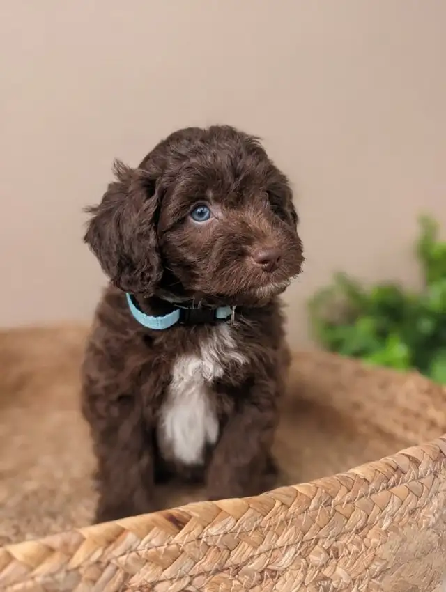 Mini Aussiedoodle puppies (Health Tested Parents) - Photo 3
