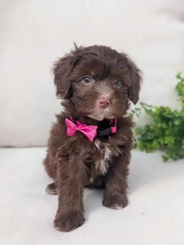 Mini Aussiedoodle puppies (Health Tested Parents) - Photo 4