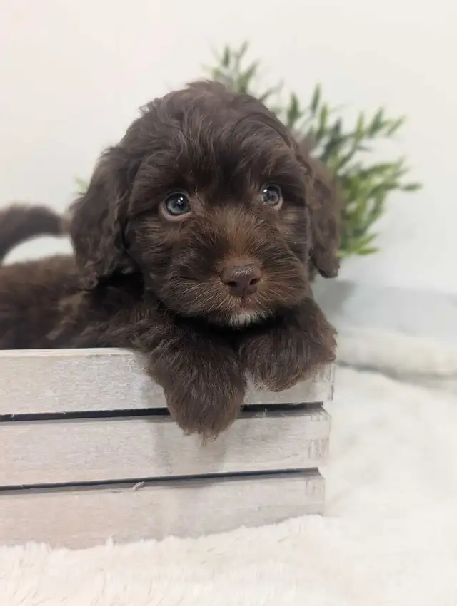 Mini Aussiedoodle puppies (Health Tested Parents) - Photo 5
