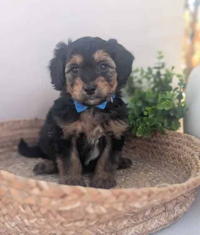 Mini Aussiedoodle puppies (Health Tested Parents) - Photo 6